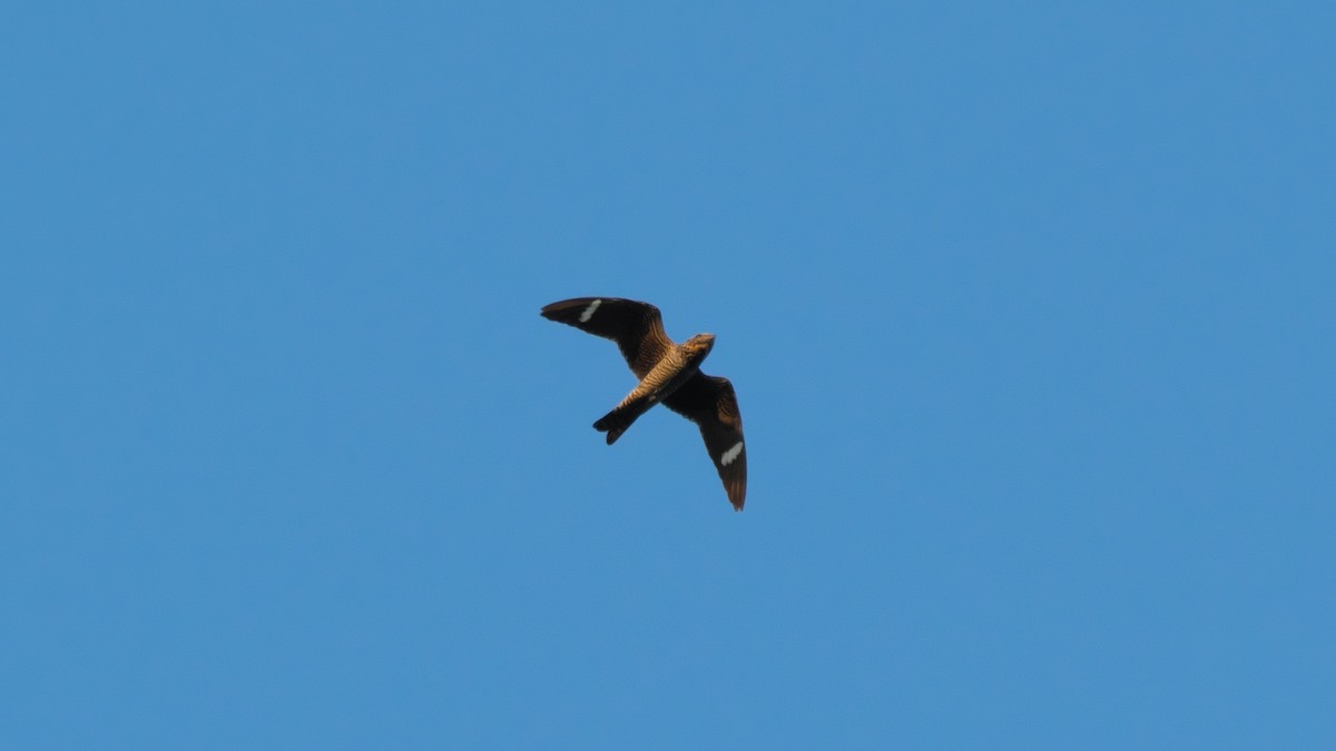 Common Nighthawk - ML625686555