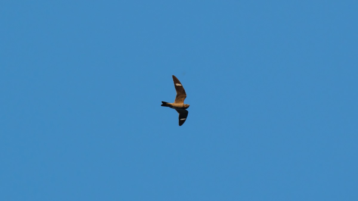 Common Nighthawk - ML625686557