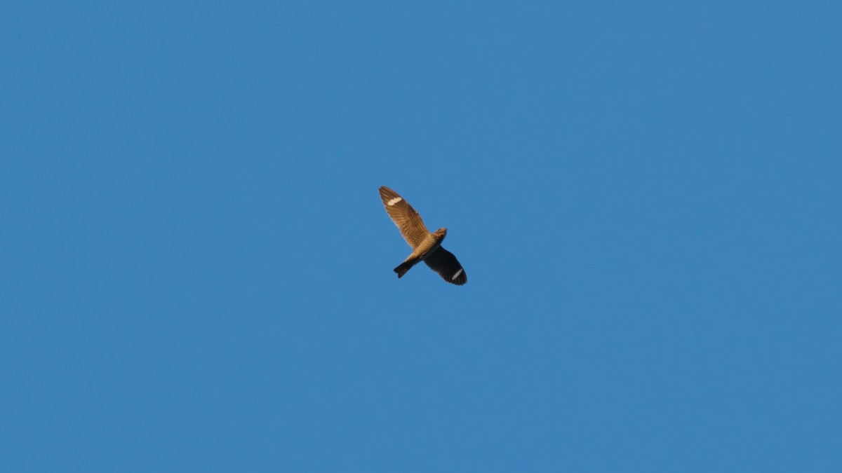 Common Nighthawk - ML625686558