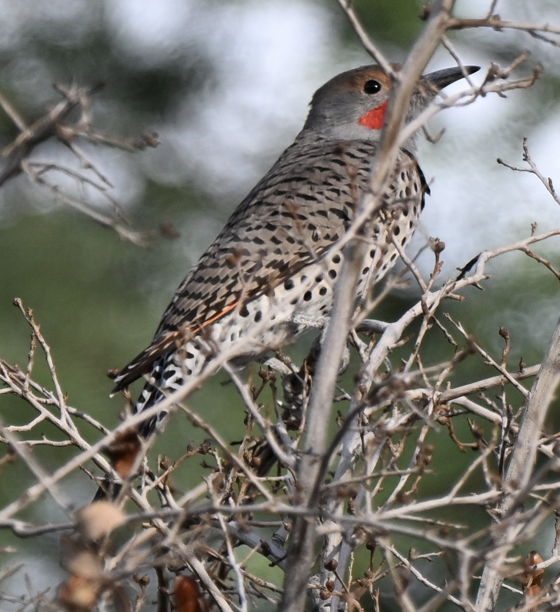 Northern Flicker (Red-shafted) - ML625686663