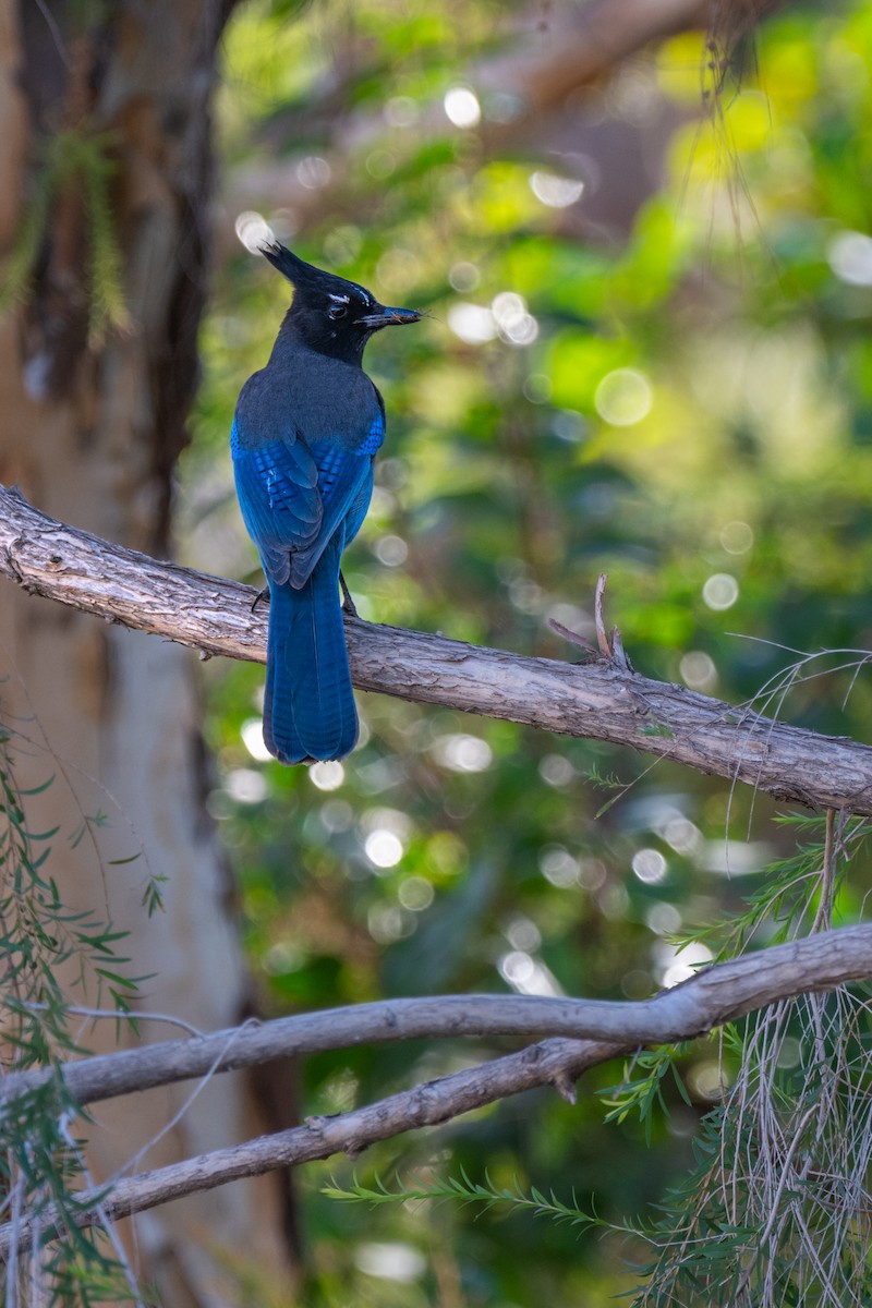 Steller's Jay - ML625686669