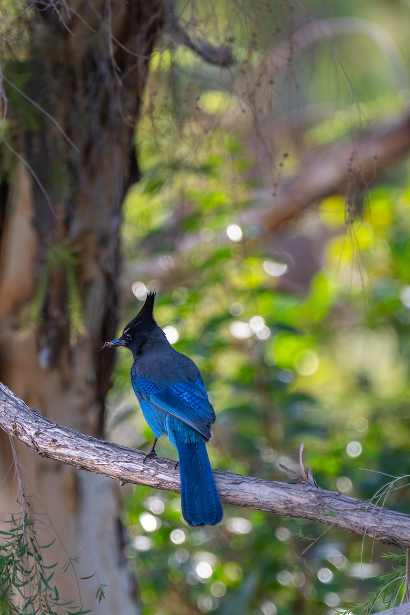 Steller's Jay - ML625686670