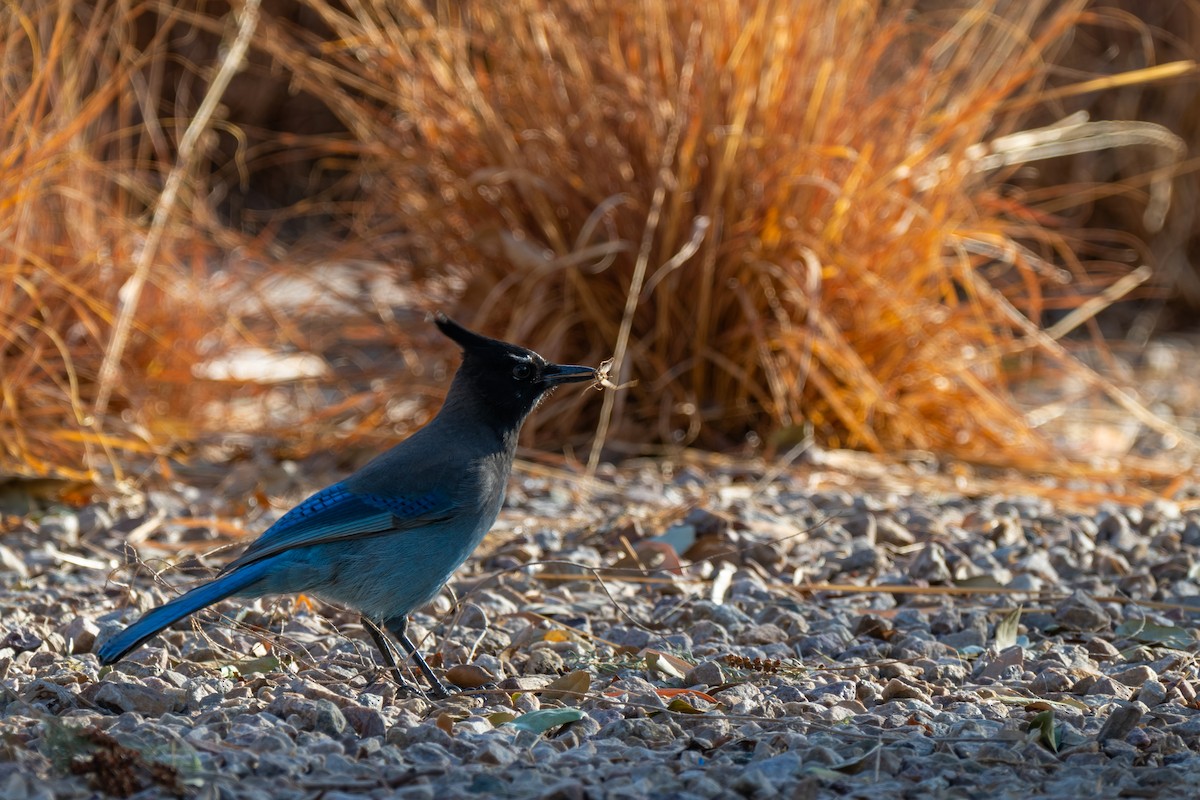 Steller's Jay - Ash Ponders