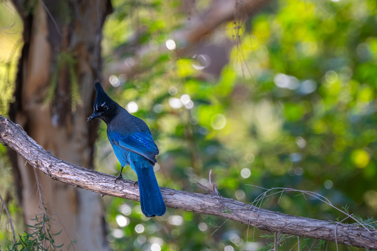 Steller's Jay - ML625686672