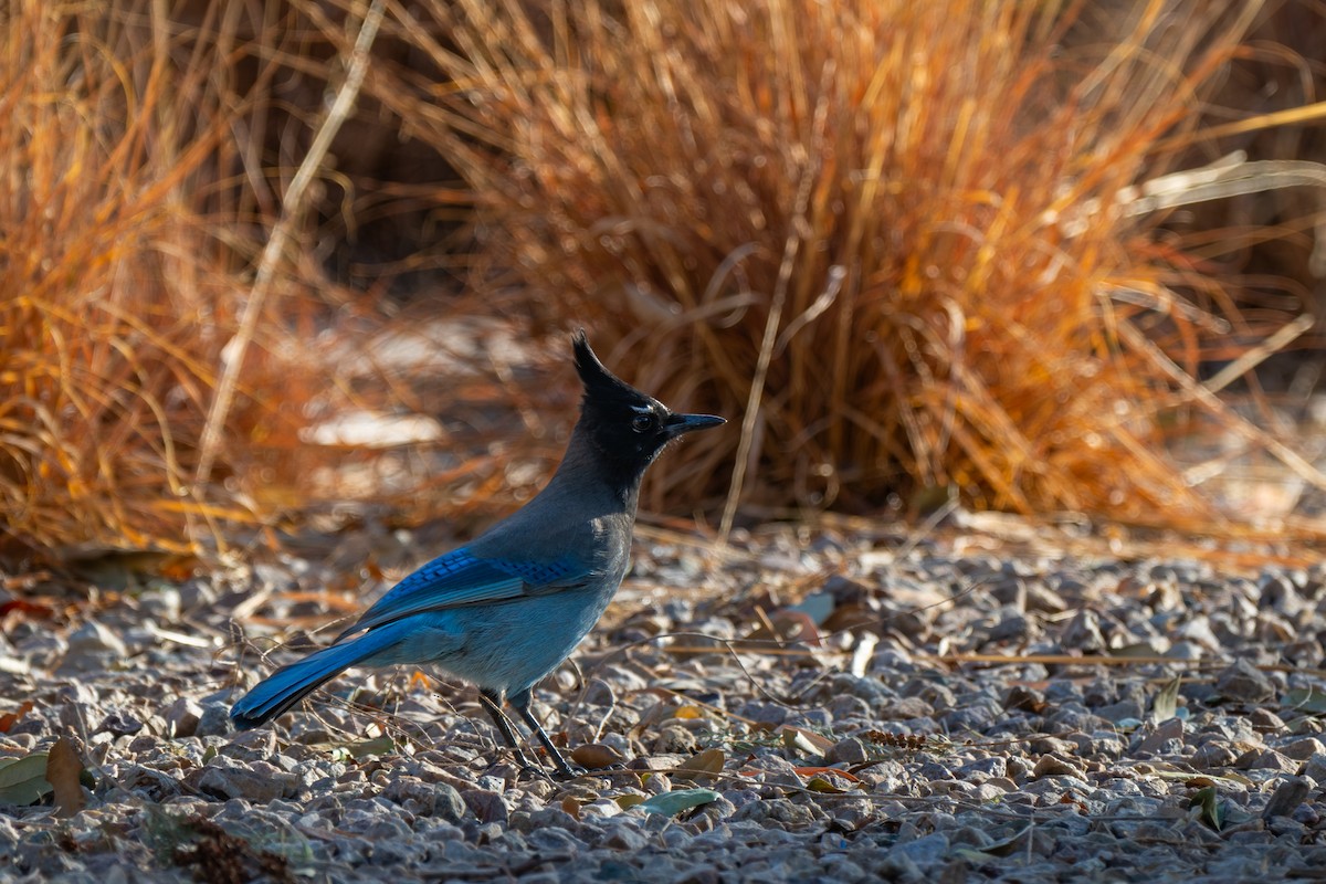 Steller's Jay - ML625686673