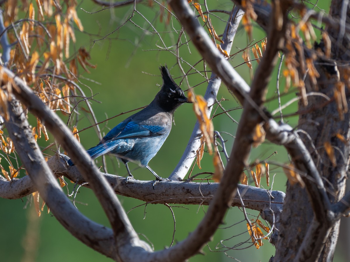 Steller's Jay - ML625686675