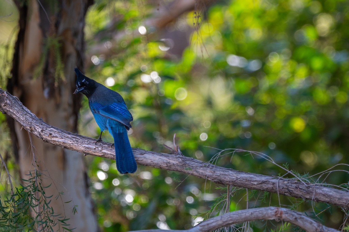 Steller's Jay - ML625686676