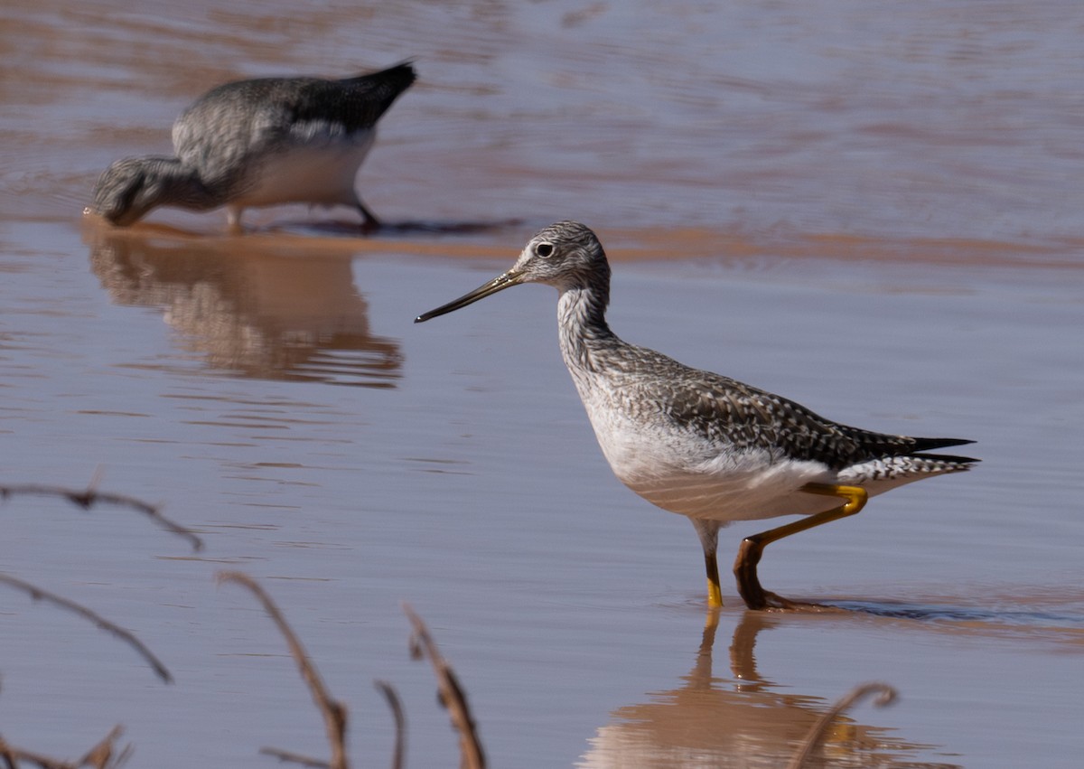 Greater Yellowlegs - ML625686695