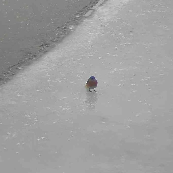 Western Bluebird - ML625686735