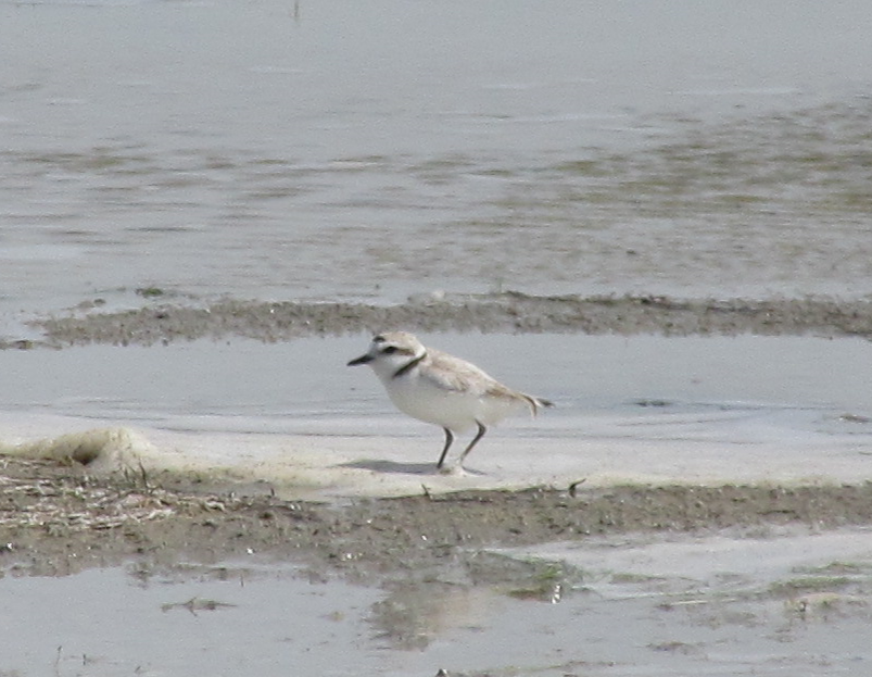 Snowy Plover - ML625687058