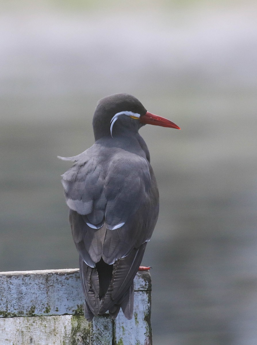 Inca Tern - ML625687254