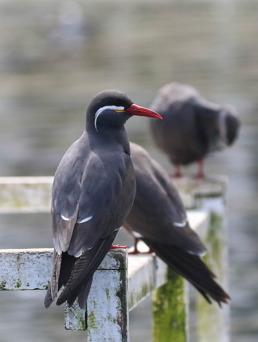 Inca Tern - ML625687291
