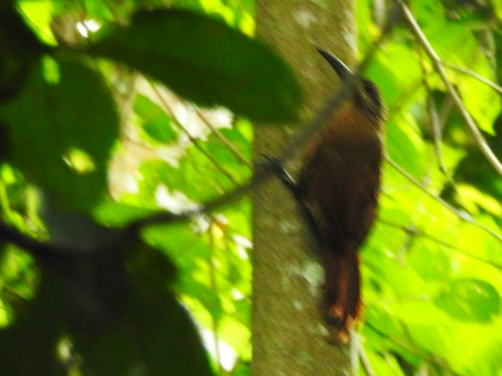 Strong-billed Woodcreeper - ML625687453