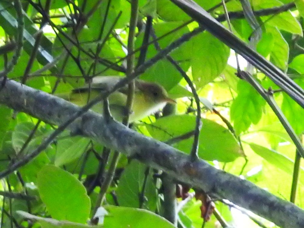 Golden-fronted Greenlet - ML625687512