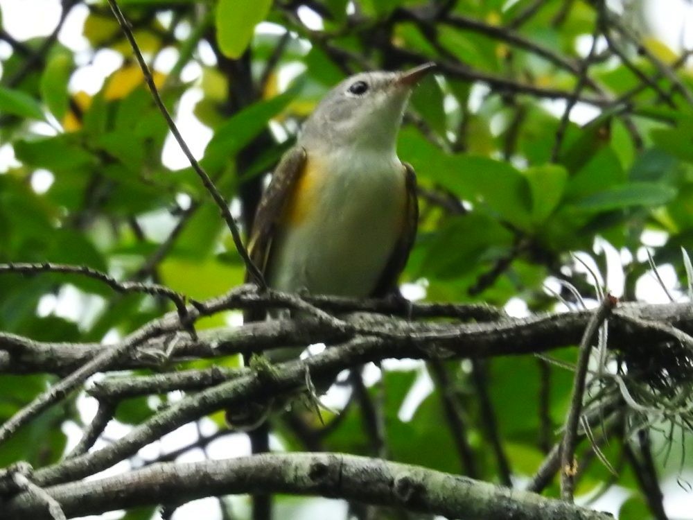 American Redstart - ML625687520