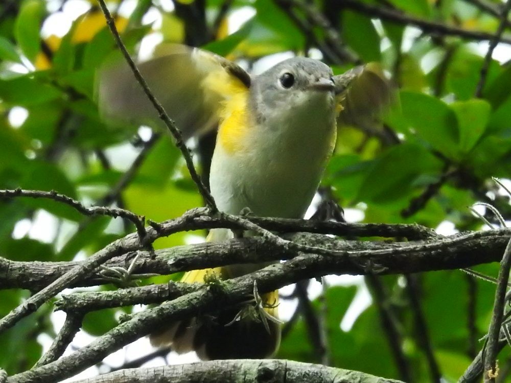 American Redstart - ML625687521
