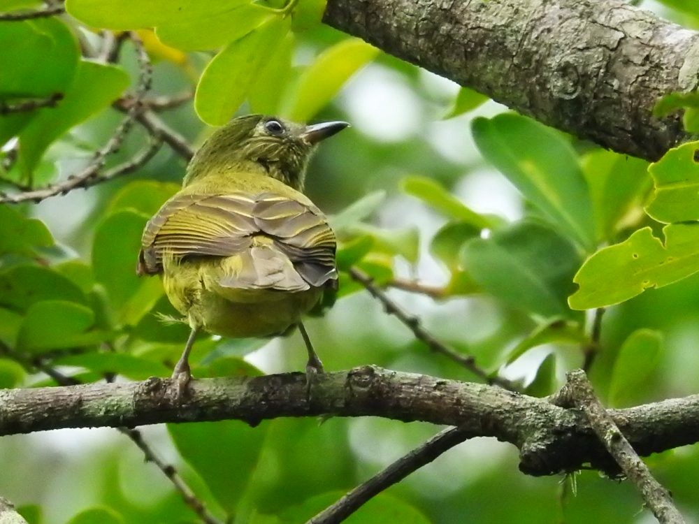 Olive-striped Flycatcher - ML625687525