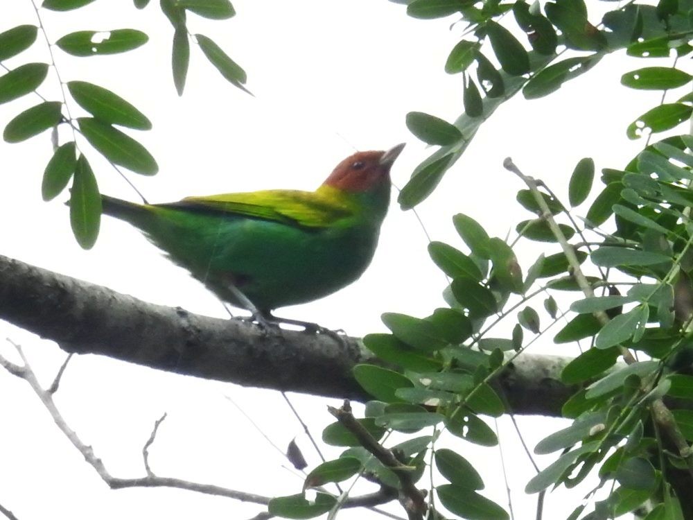 Bay-headed Tanager - ML625687538