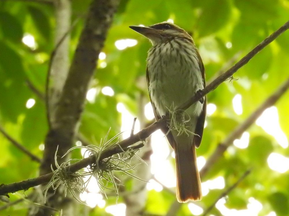 Streaked Flycatcher - ML625687585