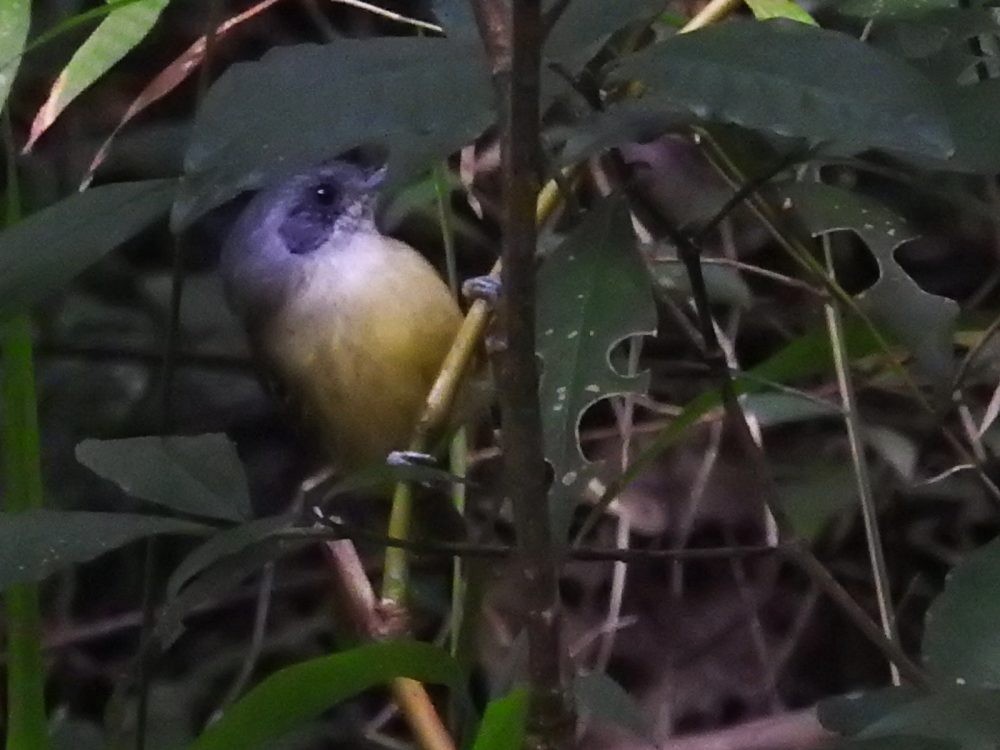 Plain Antvireo - ML625687591