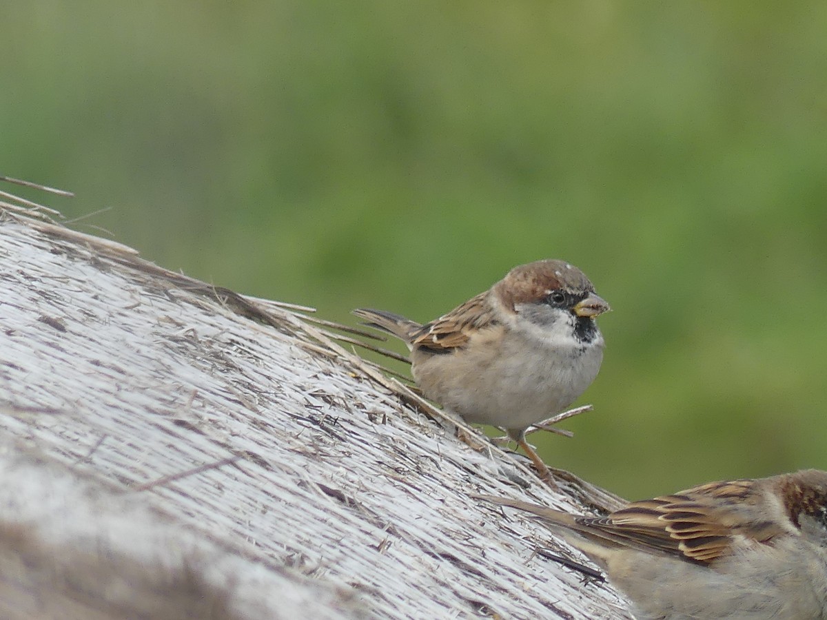 House x Eurasian Tree Sparrow (hybrid) - ML625687681