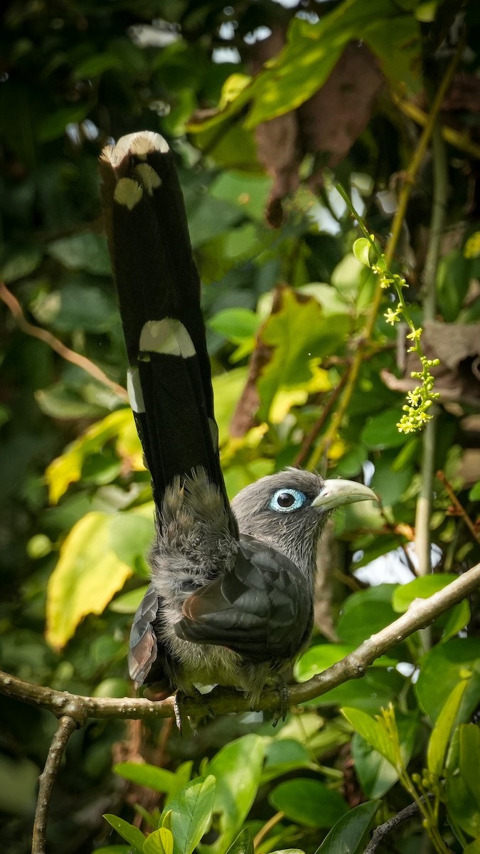 Blue-faced Malkoha - ML625687836