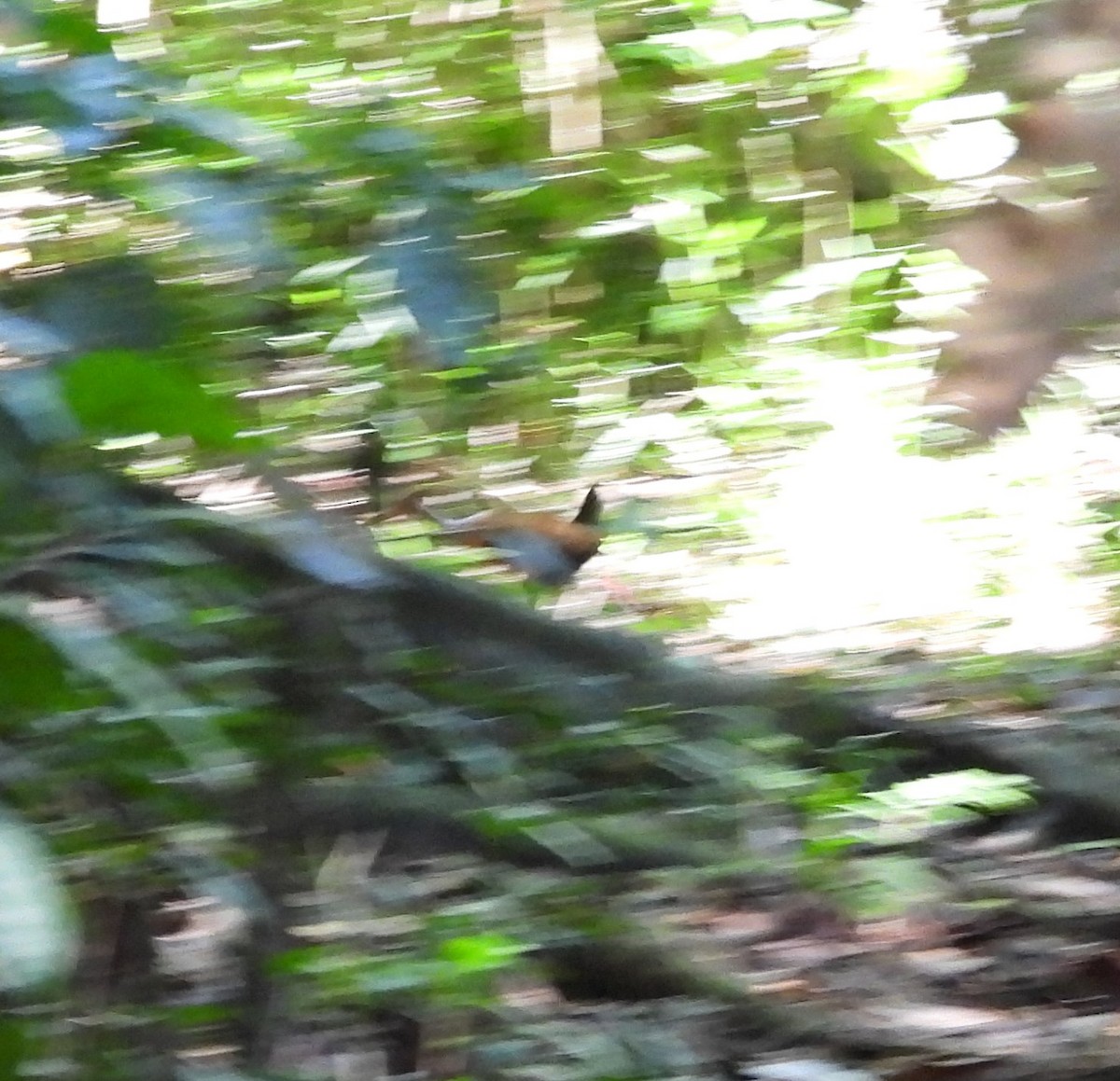 Black-faced Antthrush - ML625688015