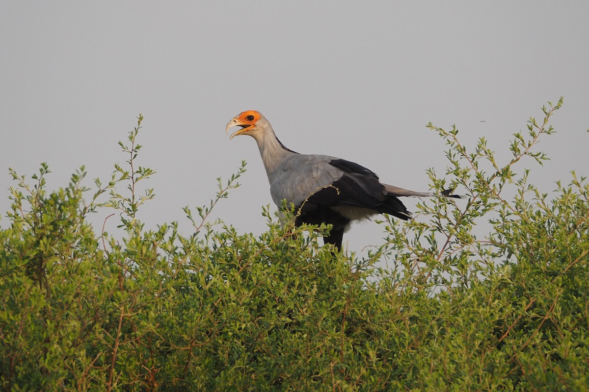 Secretarybird - ML625688173