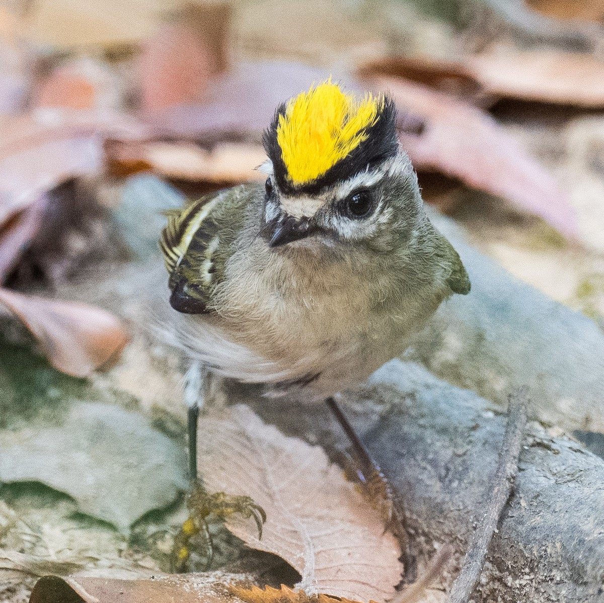 Golden-crowned Kinglet - ML625688834