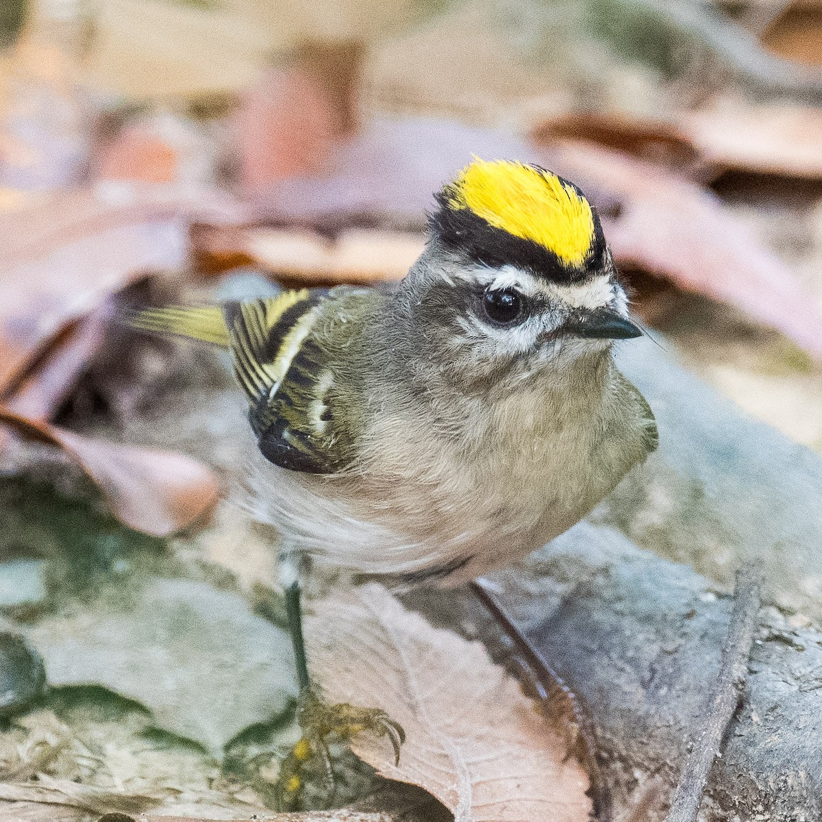 Golden-crowned Kinglet - ML625688835