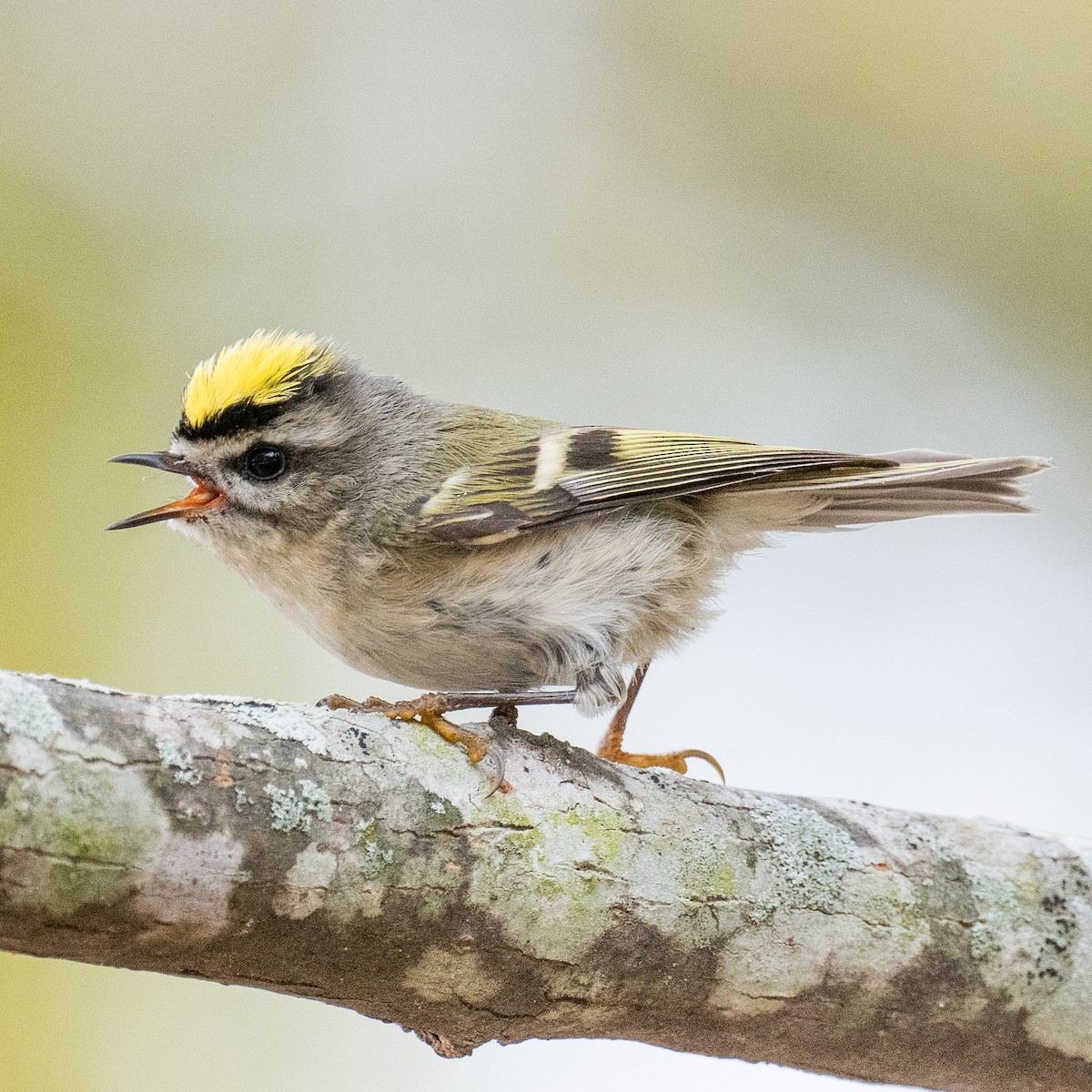 Golden-crowned Kinglet - ML625688836