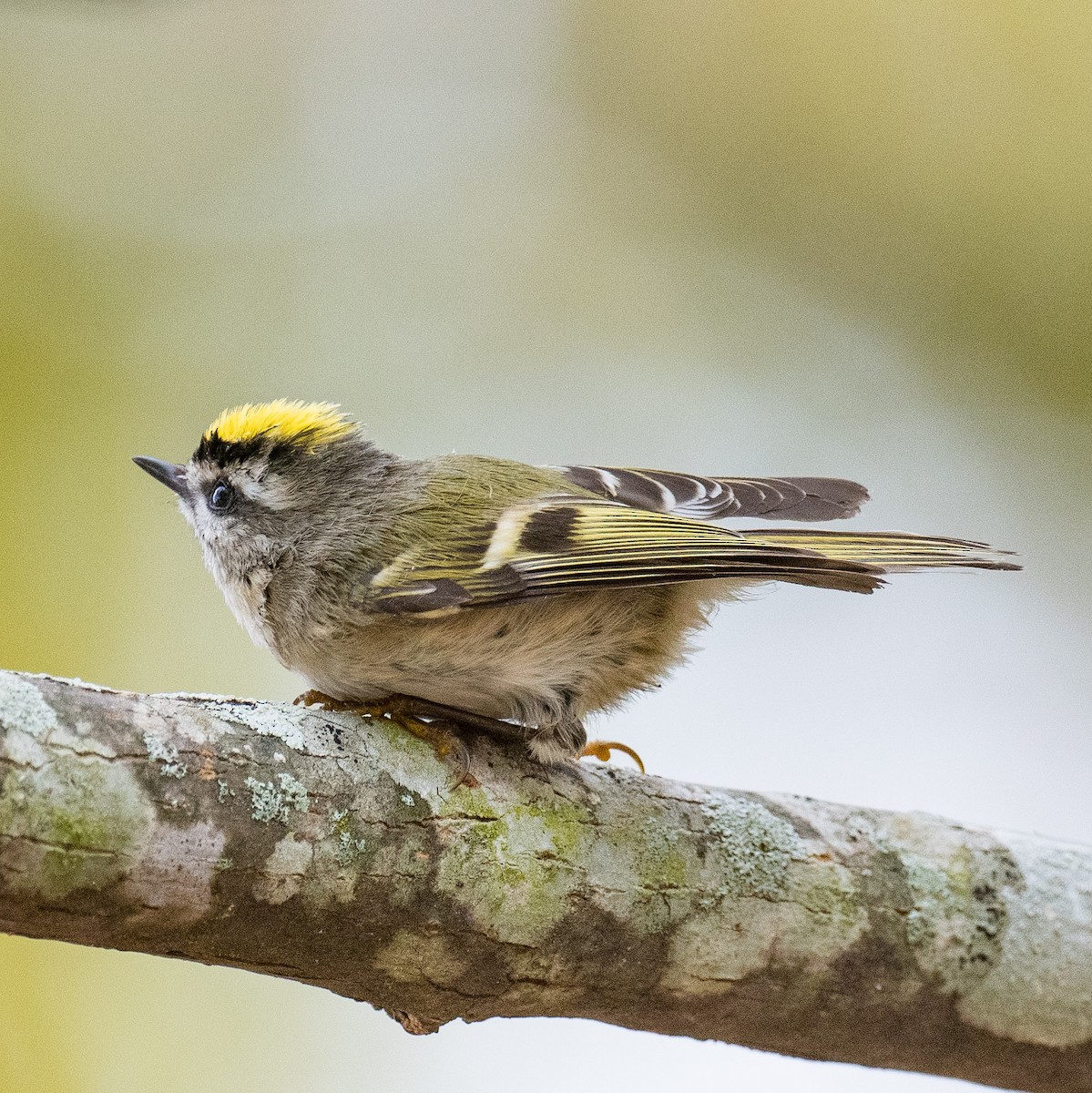 Golden-crowned Kinglet - ML625688837