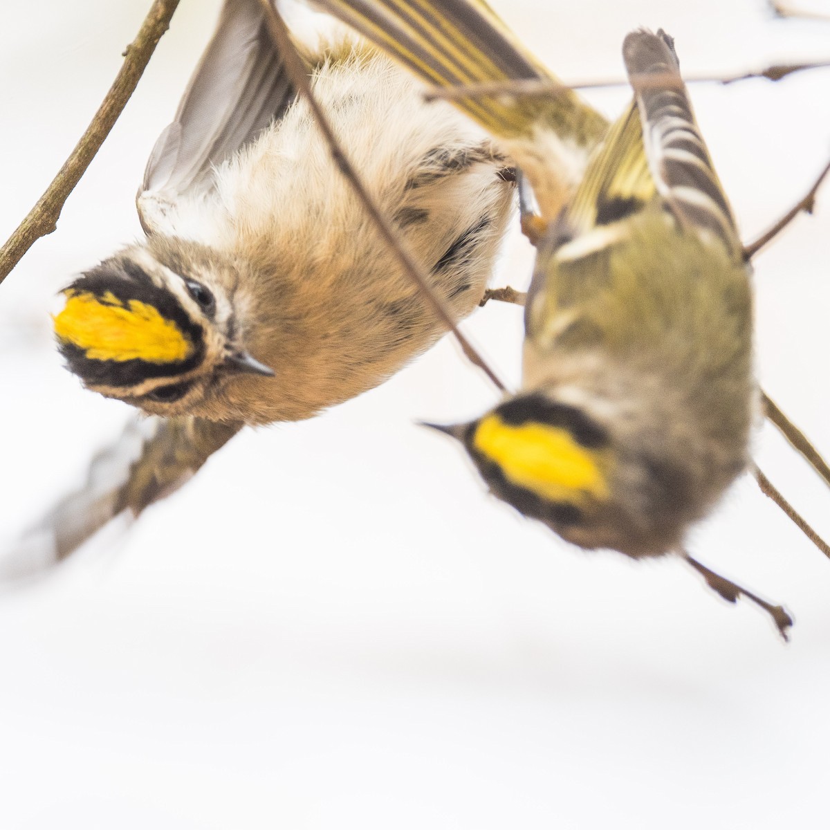Golden-crowned Kinglet - ML625688838