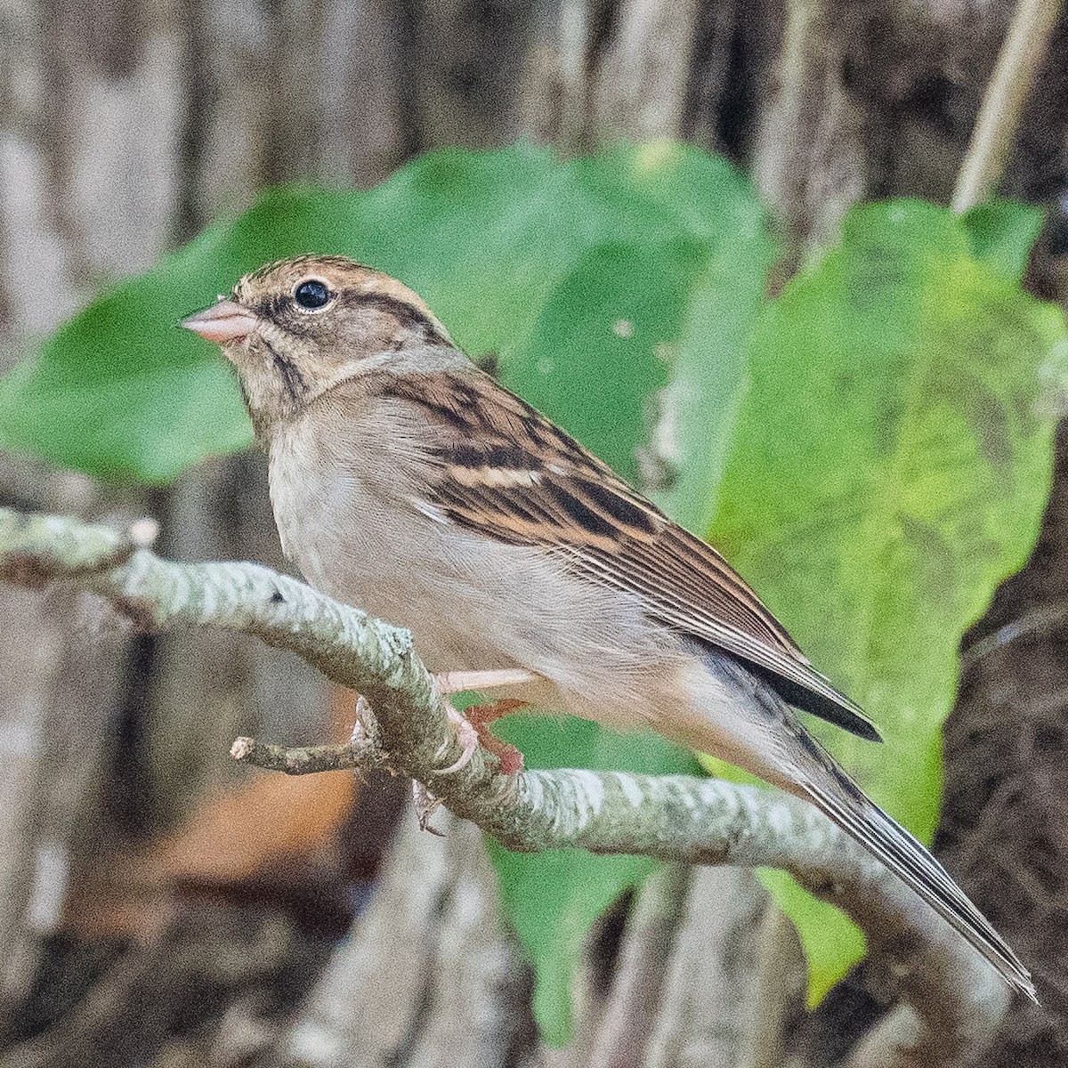 Chipping Sparrow - ML625688850