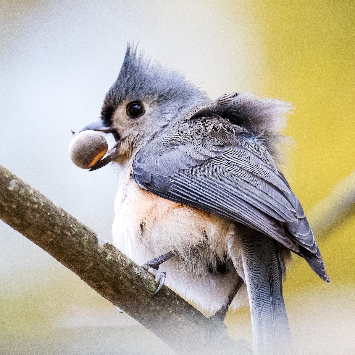 Tufted Titmouse - ML625688880