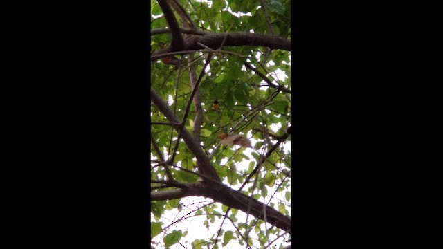 Tukangbesi Sunbird - ML625688914
