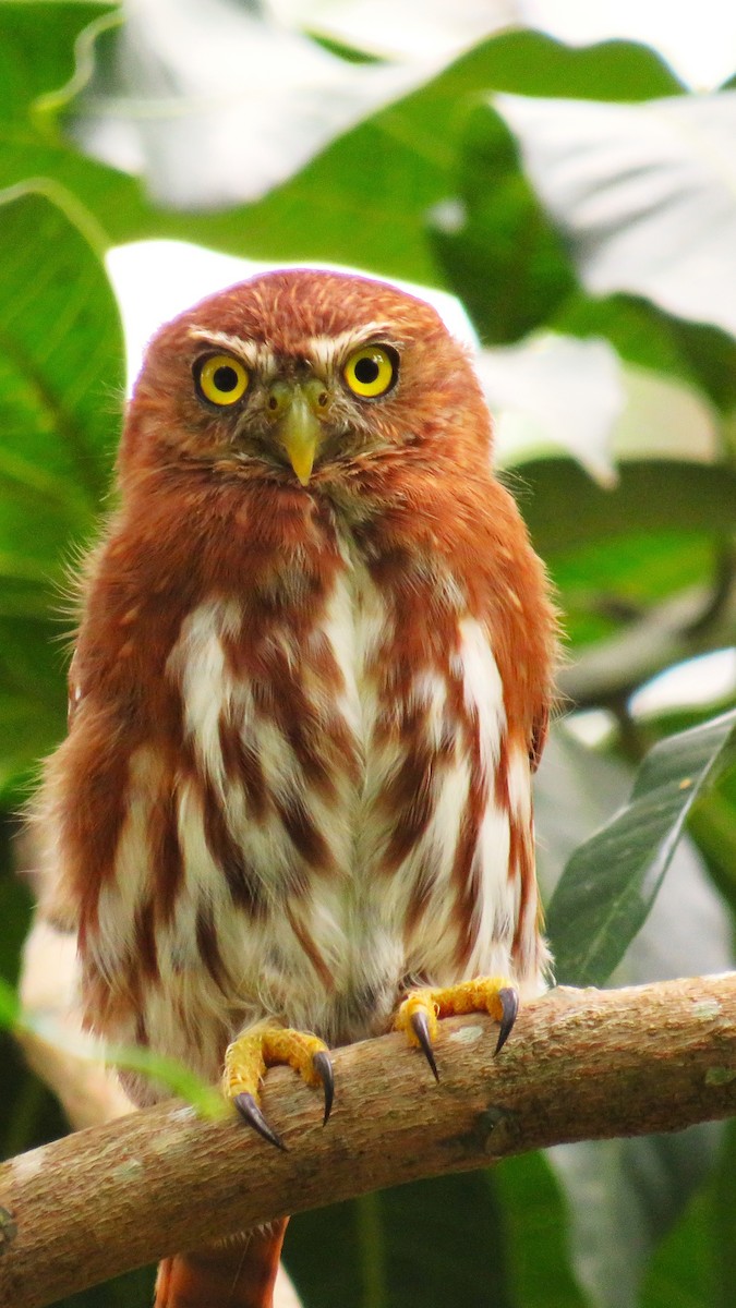 Ferruginous Pygmy-Owl - ML625688947