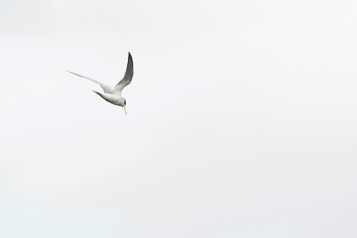 Little Tern - Kian Guan Tay