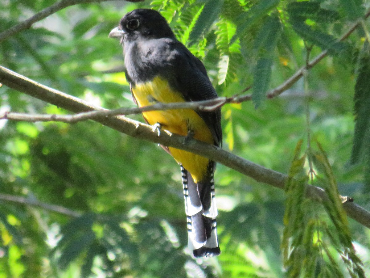 trogon podvazkový - ML625689029