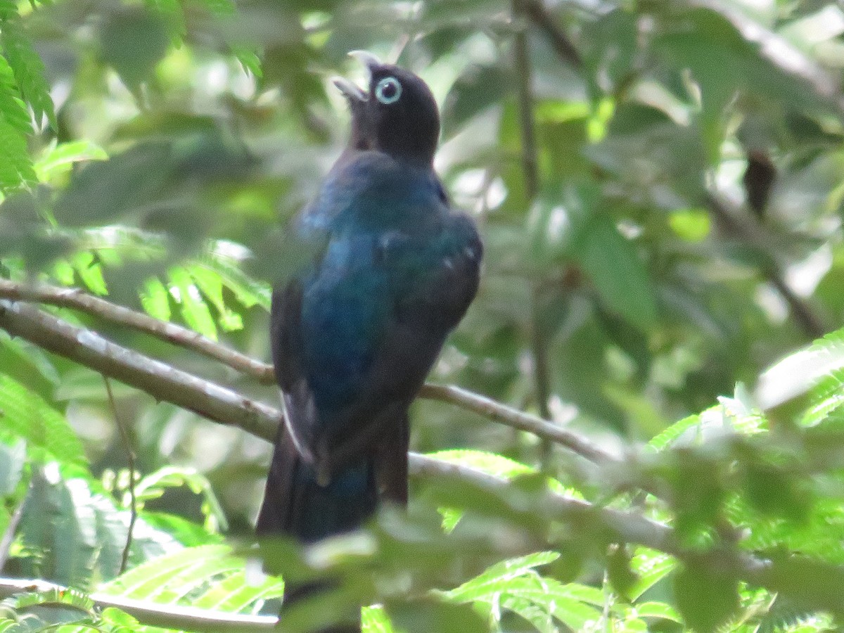 Black-headed Trogon - ML625689151