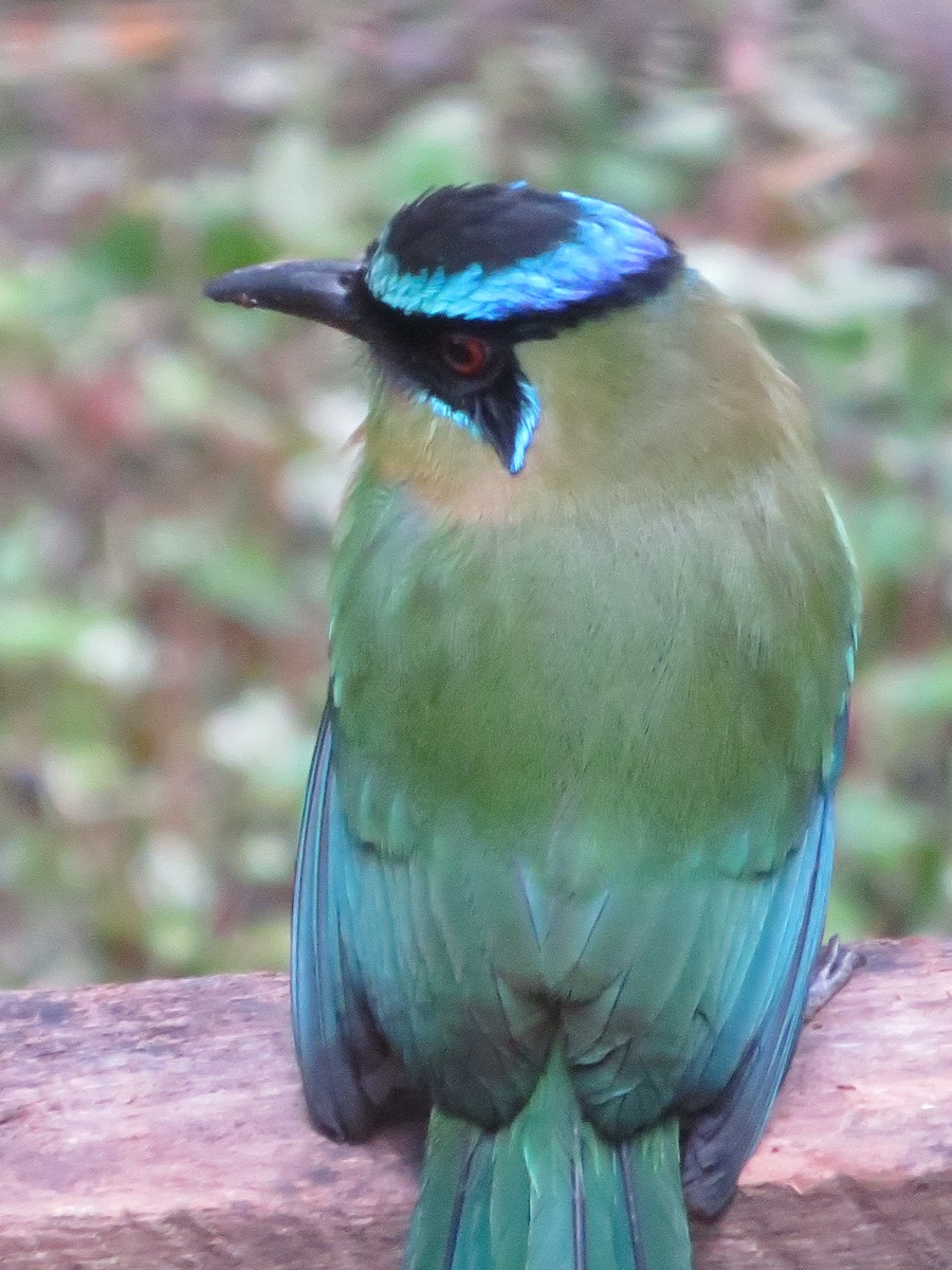 Lesson's Motmot - ML625689225