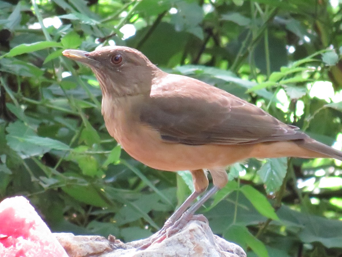 Clay-colored Thrush - ML625689247