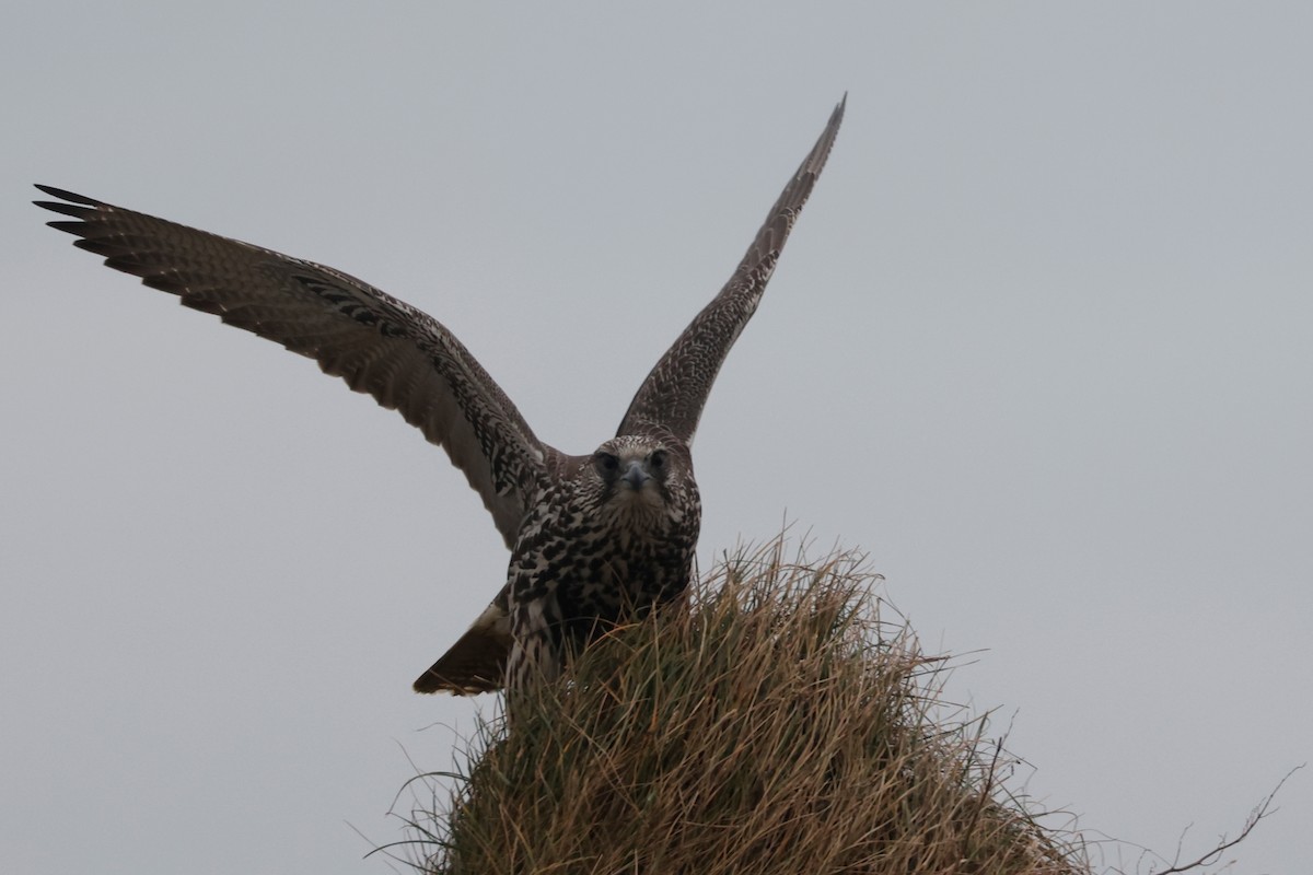 Gyrfalcon - ML625689261