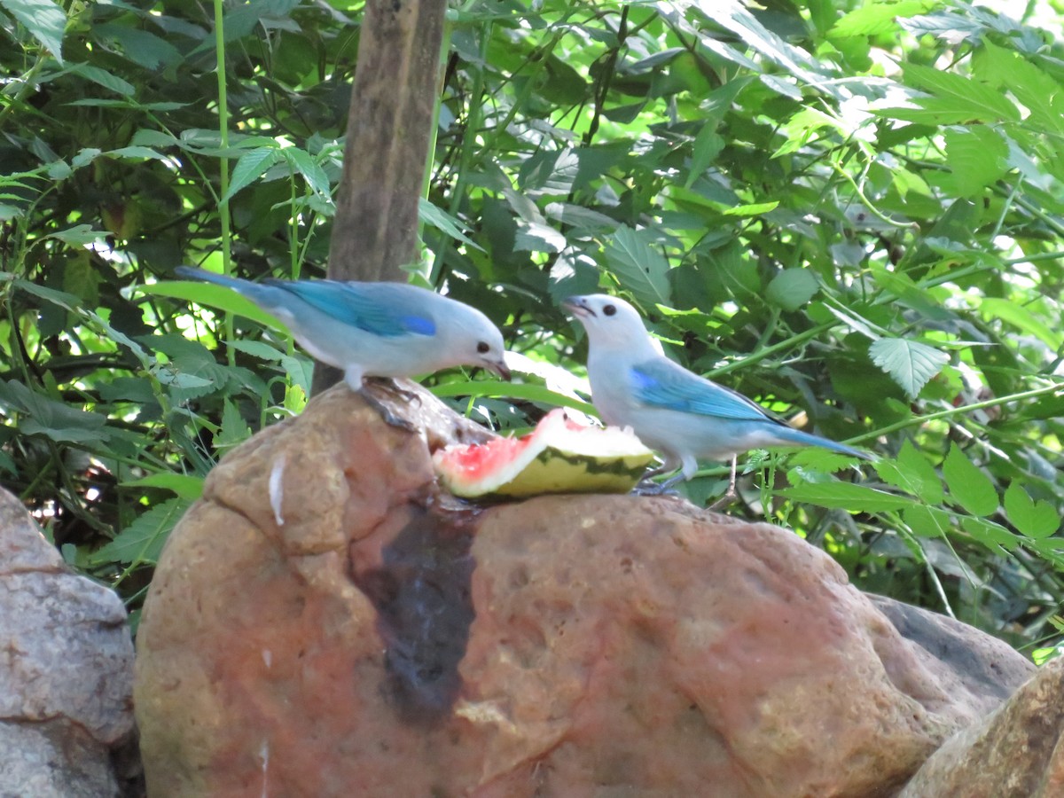 Blue-gray Tanager - ML625689272