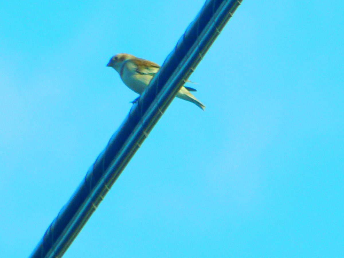 Цасч хөмрөг - ML625689280