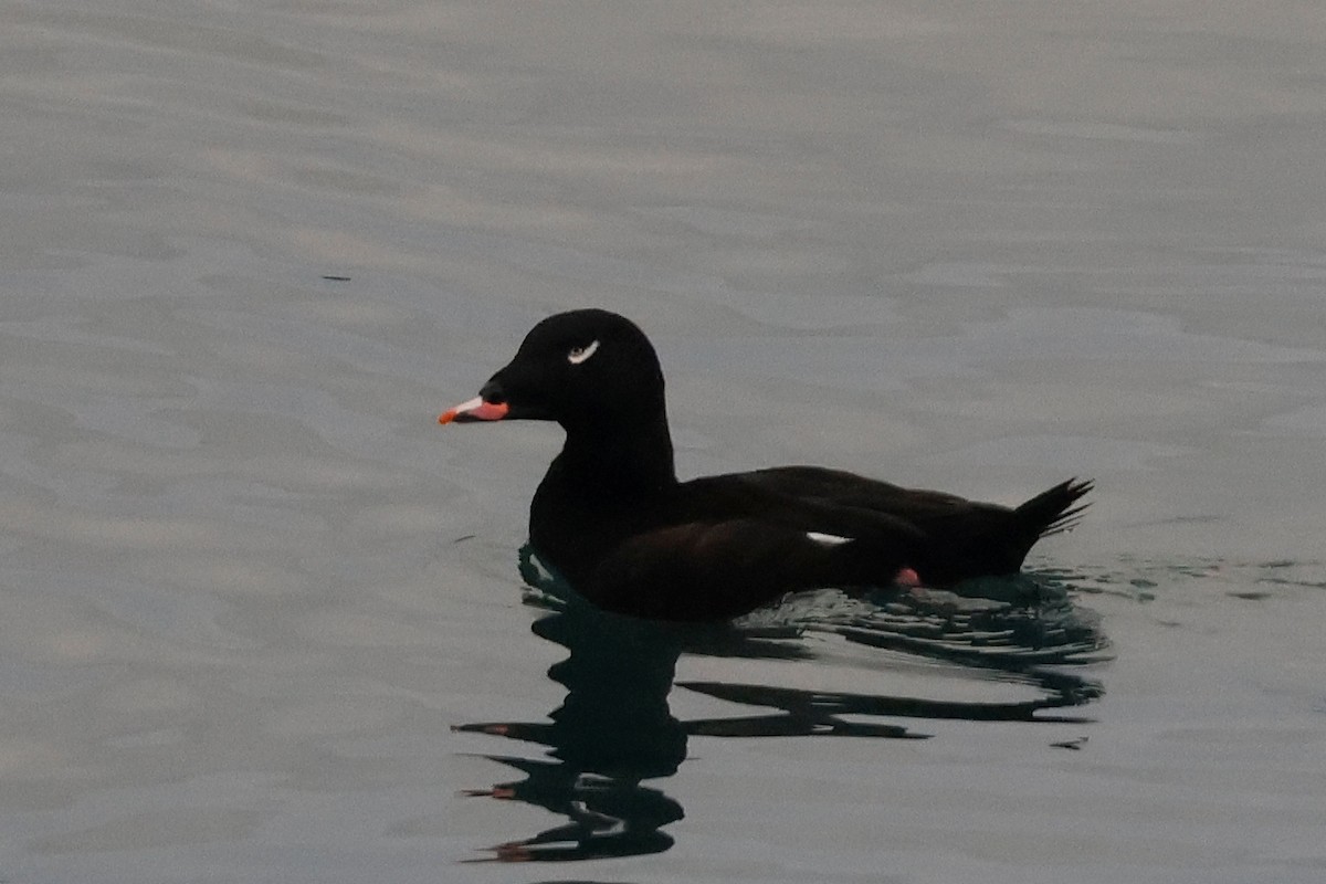 White-winged Scoter - ML625689313