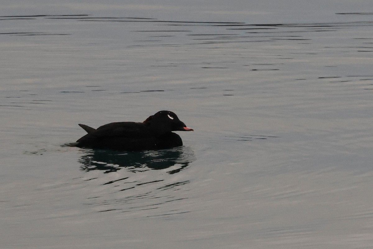 White-winged Scoter - ML625689314