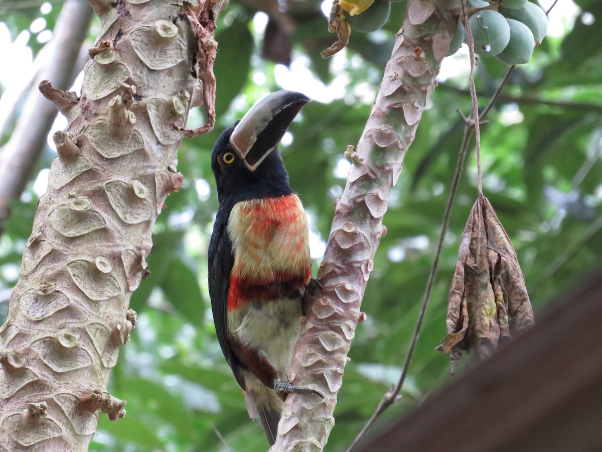 Collared Aracari - ML625689343