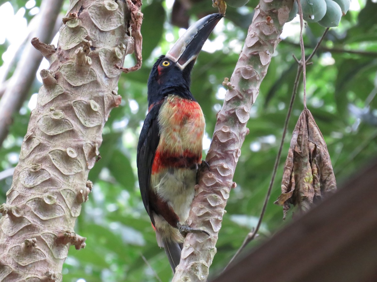 Collared Aracari - ML625689344