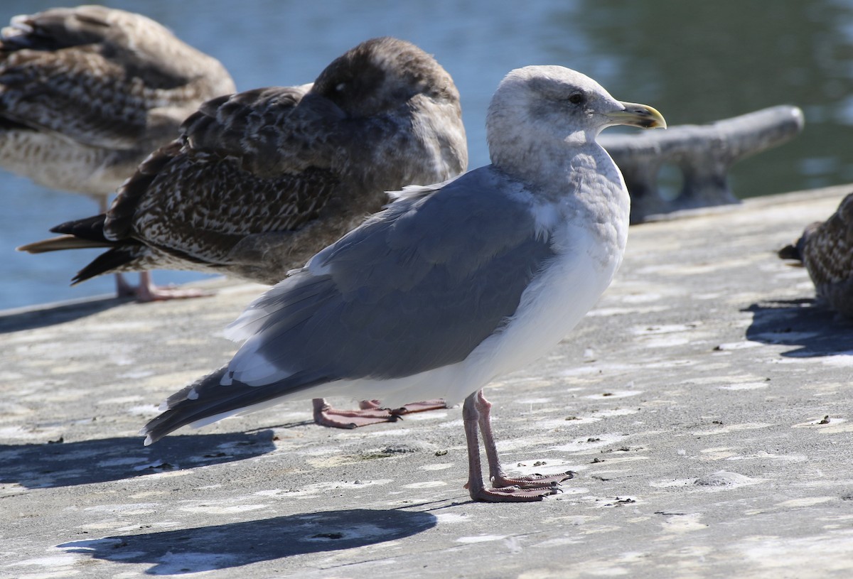 Iceland Gull (Thayer's) - ML625689401